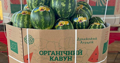 Технологія, перевірена часом: як октабіни від Київського КПК стали стандартом якості для кавунів та динь