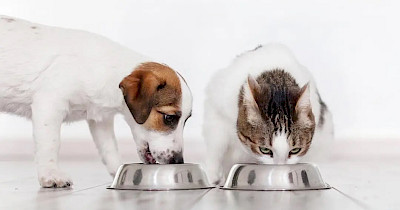 Що потрібно знати про Purina: короткий гід для тих, хто хоче розуміти, чим годує улюбленця