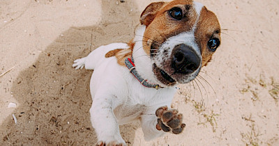 Скільки живуть собаки: факти та міфи