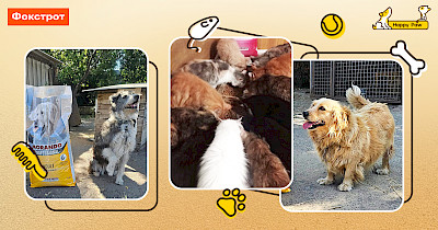 Ініціатива Фокстрот та Happy Paw зібрала понад 250 000 грн для тварин Донеччини