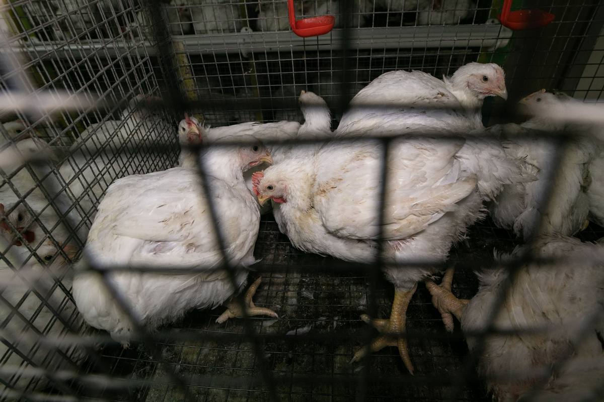 Відмова локальних фермерів від кліткових систем утримання тварин у Польщі