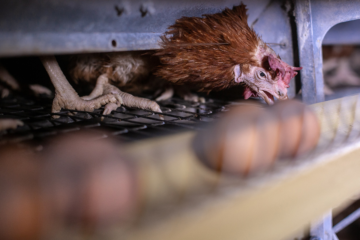 Очікування громадян ЄС щодо добробуту тварин: ризики для українських ферм