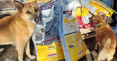 «Ф-поддержка» работает: как украинцы накормили 4000 бездомных животных