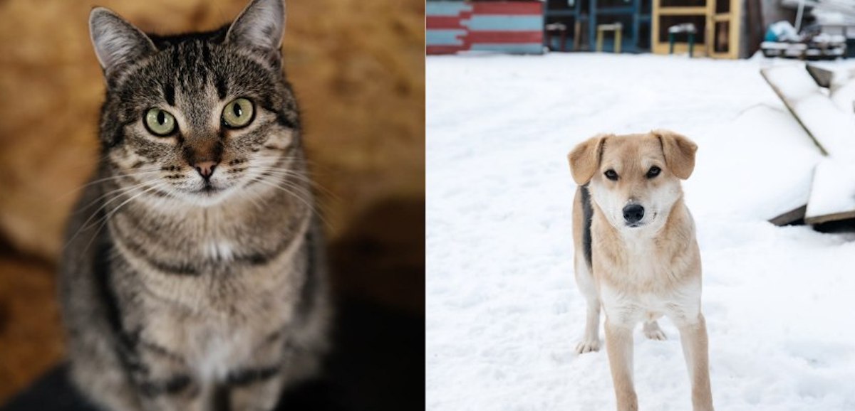 Порятунок життя улюбленців: на Київщині відбудують зруйнований притулок для тварин за майже 2 млн грн 