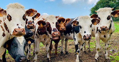 Зменшення споживання м’яса: примха чи необхідність?