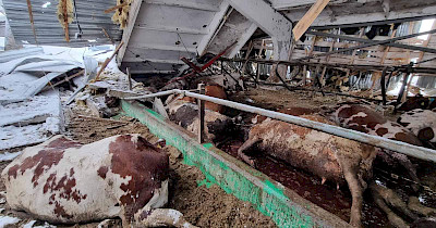 Ситуація на тваринницьких фермах України під час війни: звіт зоозахисників ГО “Відкриті клітки Україна”