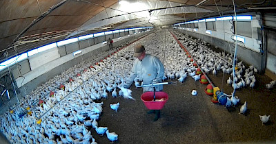 Зоозахисники оприлюднили нові кадри з птахофабрики