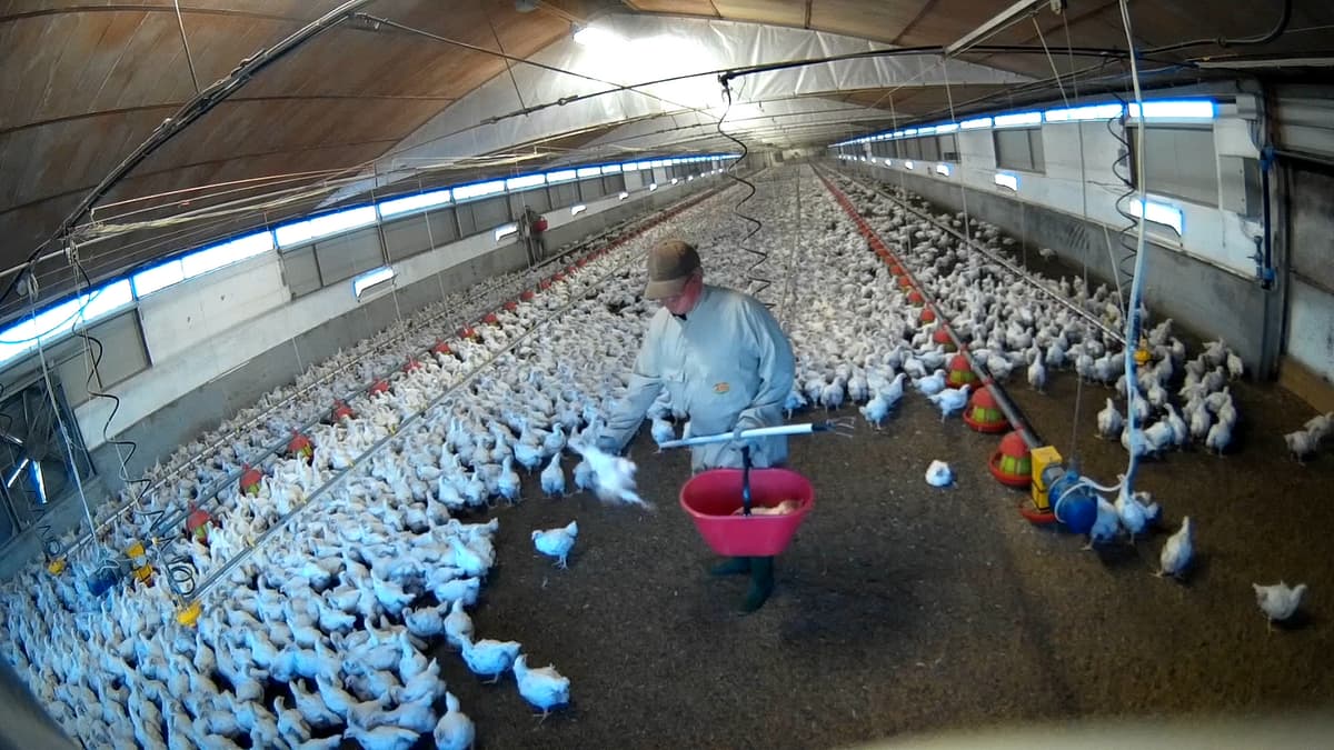 Зоозахисники оприлюднили нові кадри з птахофабрики