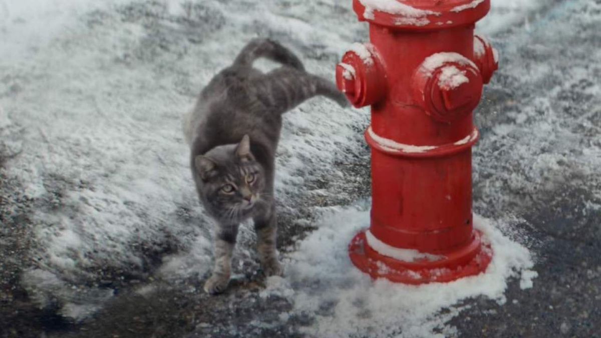 Реклама недели: кот-пес, зомбивалентины и шоколадные яйца с сюрпризом от АТБ