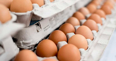 Що означає Cage-free?