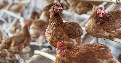 Тайвань переходить на їжу без жорстокого поводження