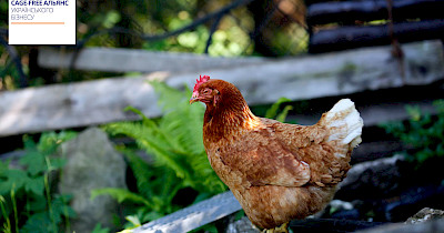 Створення спільної цінності (ССЦ) проти Цілей сталого розвитку (ЦСР): відмінності та чому це важливо