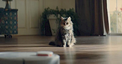 Реклама недели: Алло, Киевстар, ISEI, adidas и котики