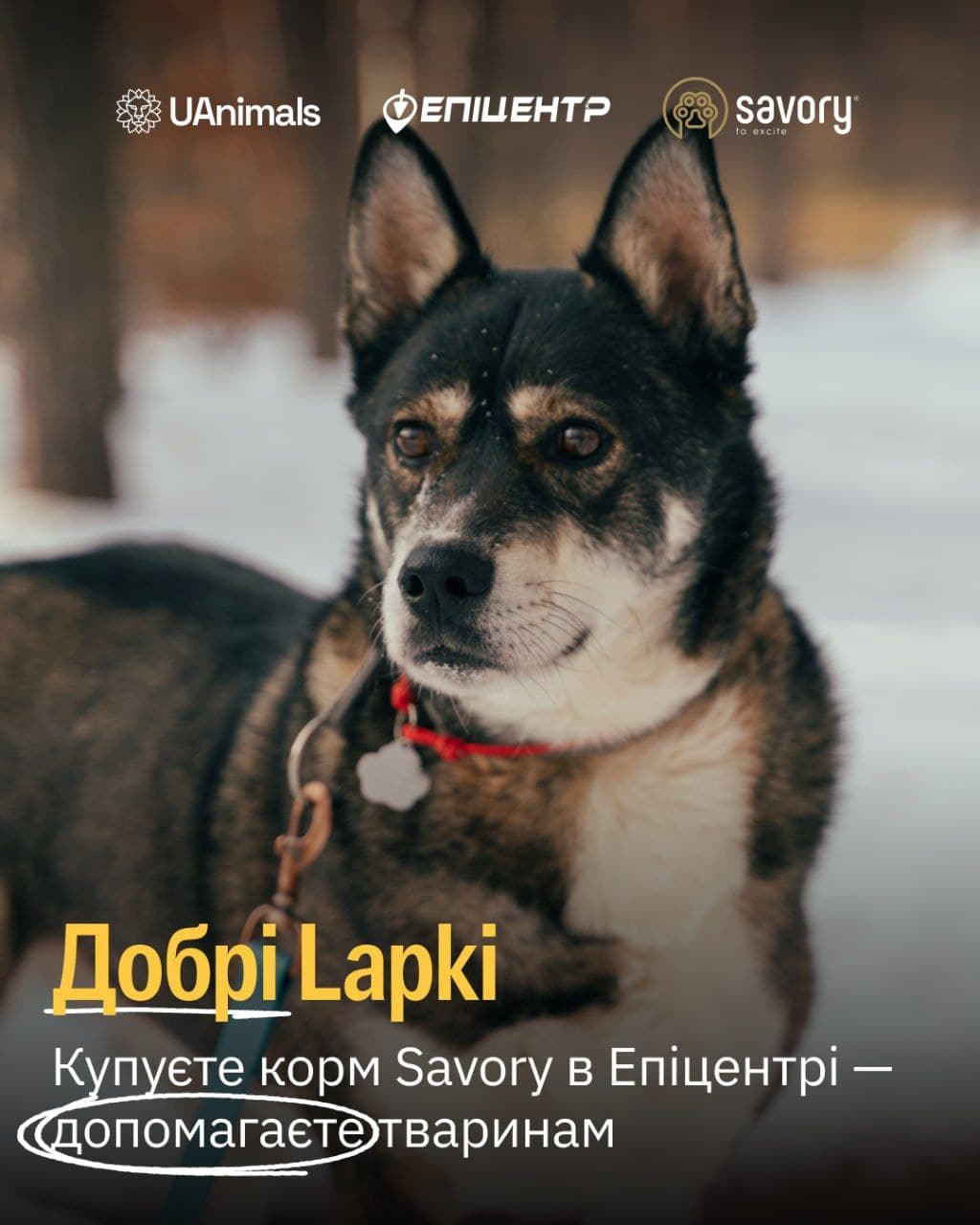 Епіцентр та UAnimals запускають благодійну акцію «Добрі Lapki» на підтримку тварин із прифронтових територій