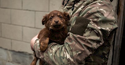 Епіцентр та UAnimals допоможуть тваринам військових на передовій