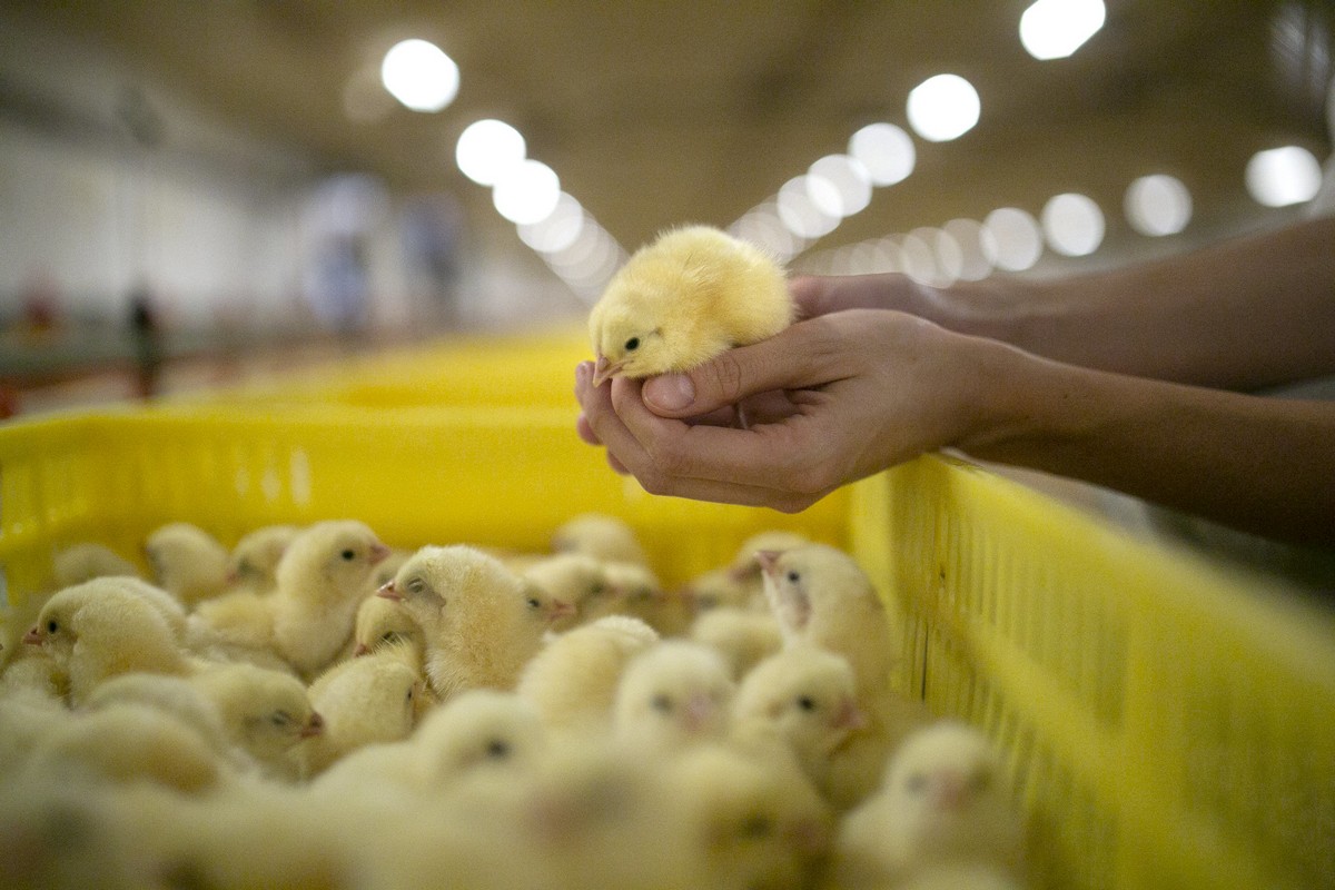 Що таке «cage-free» яйця? Яка різниця між «cage-free» та вільним вигулом?