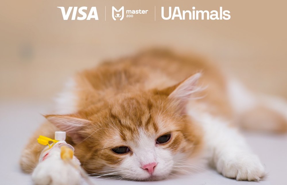 UAnimals, MasterZoo та Visa продовжили ініціативу «Лапка турботи», щоб вилікувати постраждалих від війни тварин