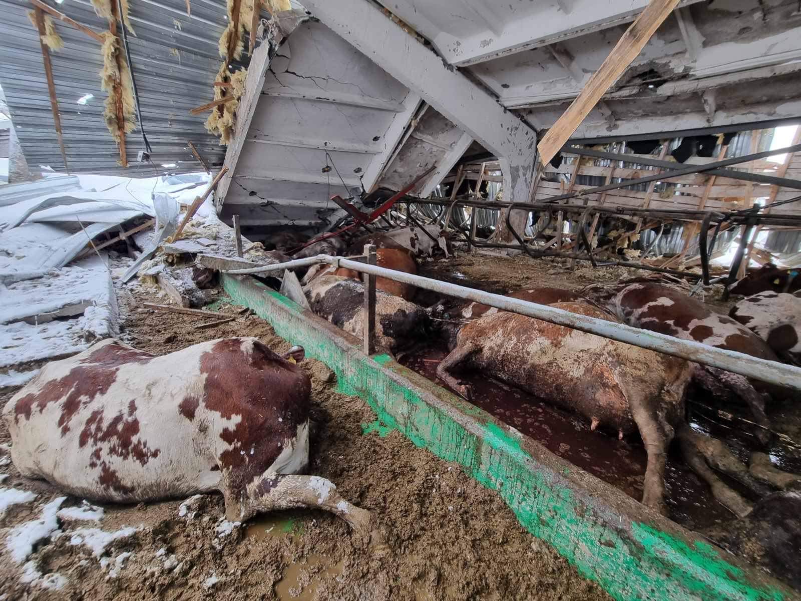 Ситуація на тваринницьких фермах України під час війни: звіт зоозахисників ГО “Відкриті клітки Україна”